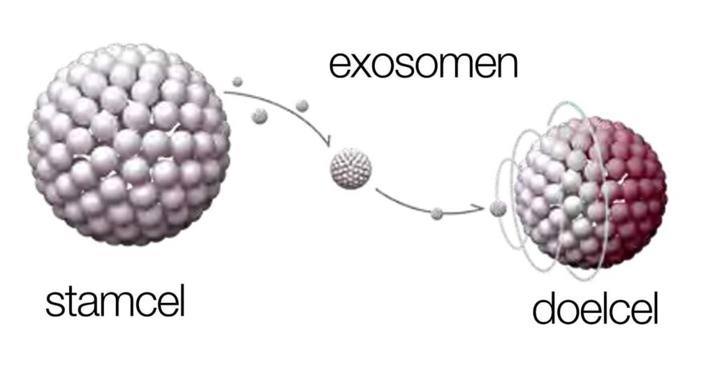 Exosomen Exo Ox en Meso Ox | exosomen en PDRN | QSkin